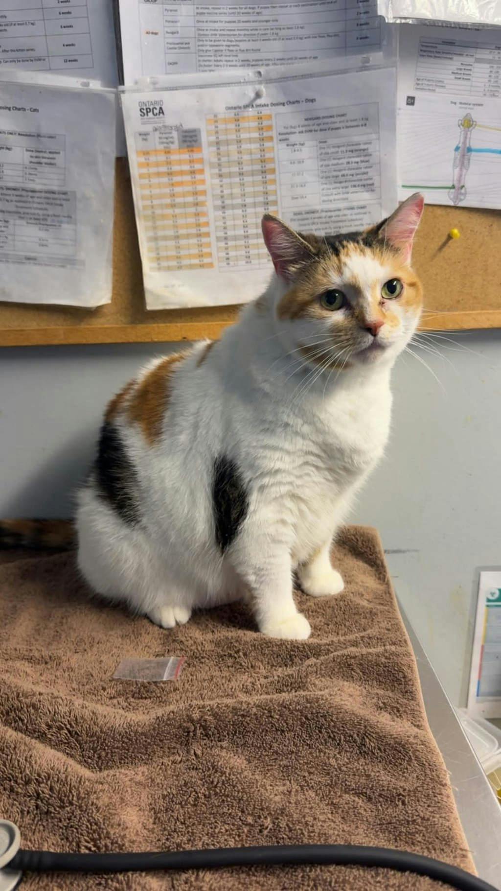 Pumpkin, a 10 years old Calico Female Domestic Short Hair Cat
