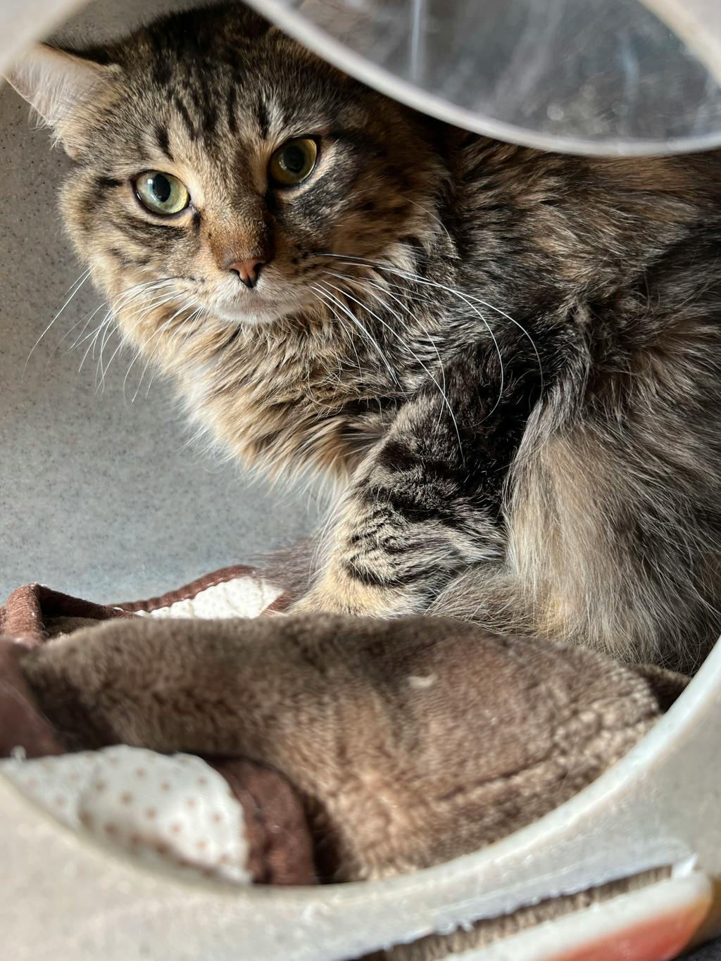 Luffy (working Cat), a 2 years old Brown Tabby Male Domestic Medium Hair Cat