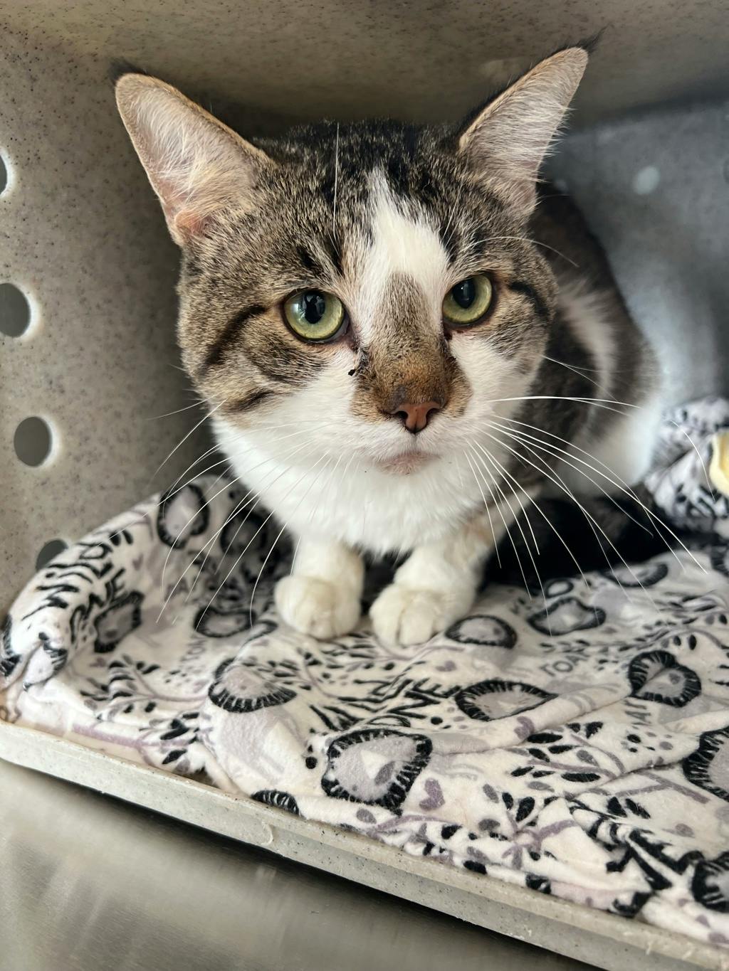 Nami, a 2 years old Brown Tabby Male Domestic Short Hair Cat