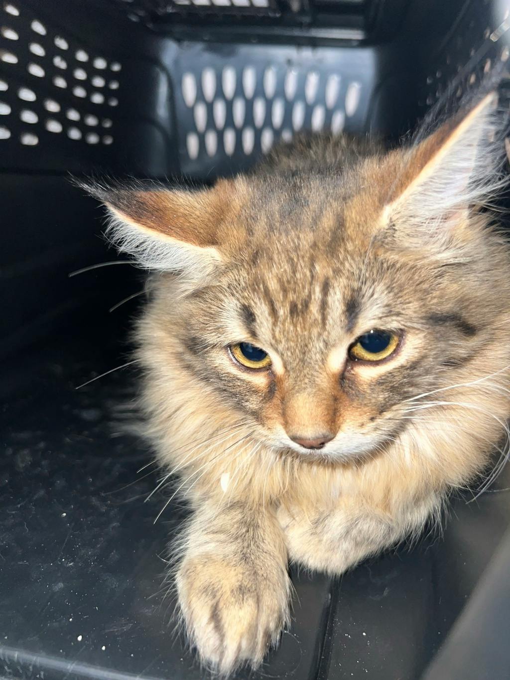 Sanji, a 6 months old Brown Tabby Female Domestic Medium Hair Cat