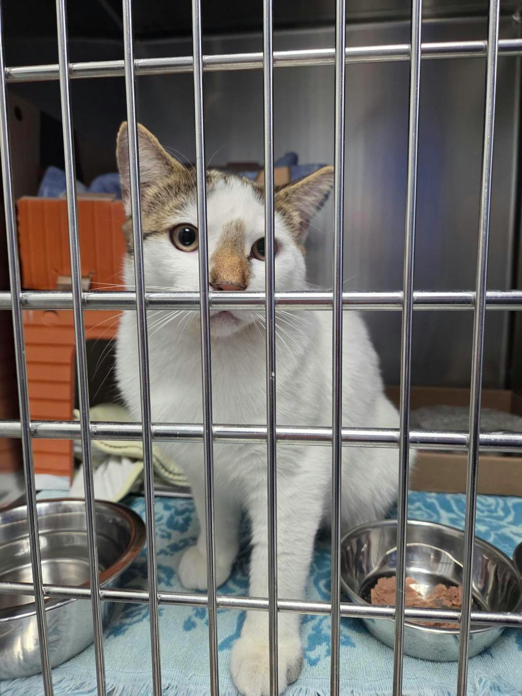 Bellamy (at Seneca King), a 1 year old White Male Domestic Medium Hair Cat