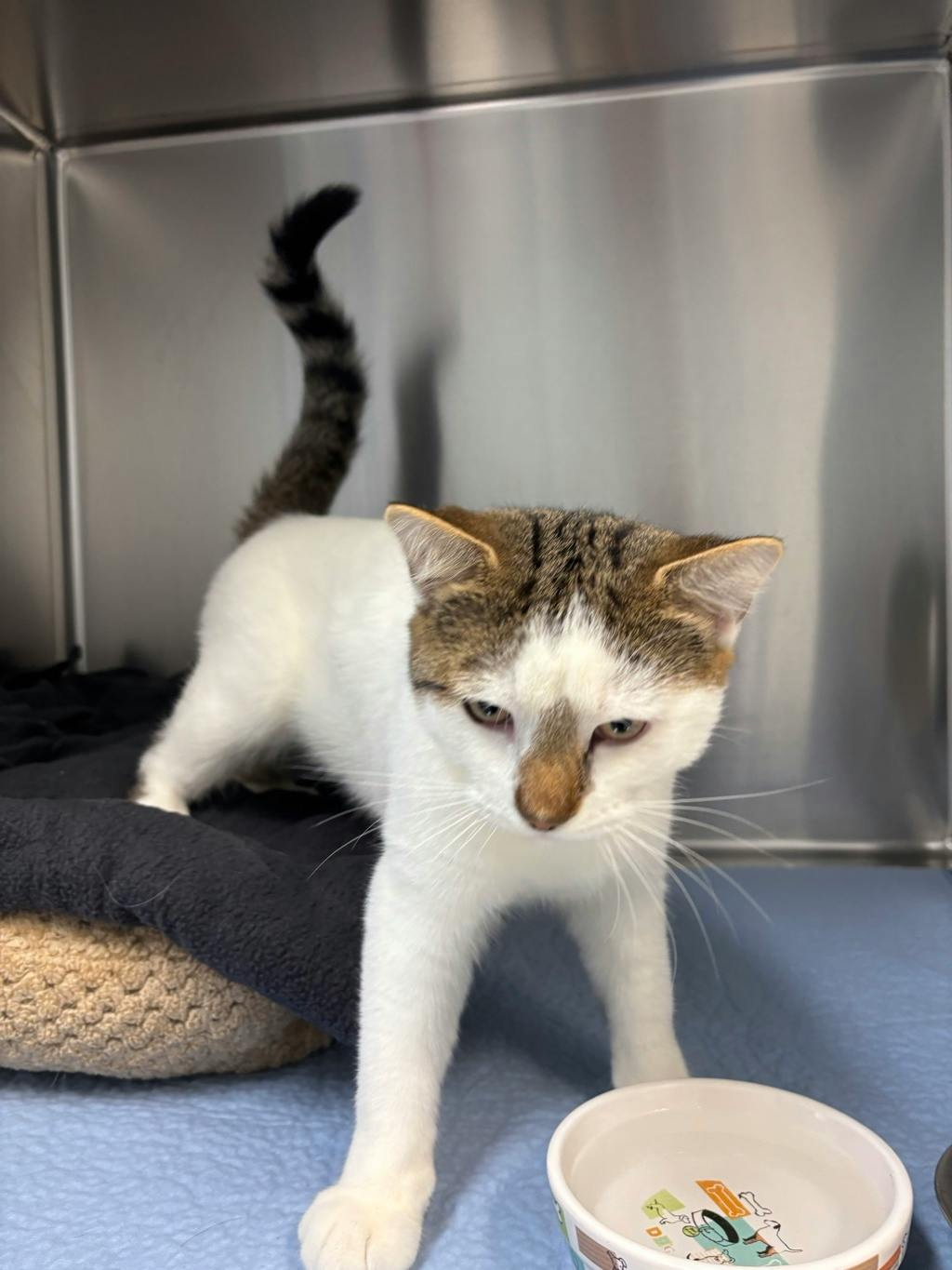 Bellamy (at Seneca King), a 1 year old White Male Domestic Medium Hair Cat