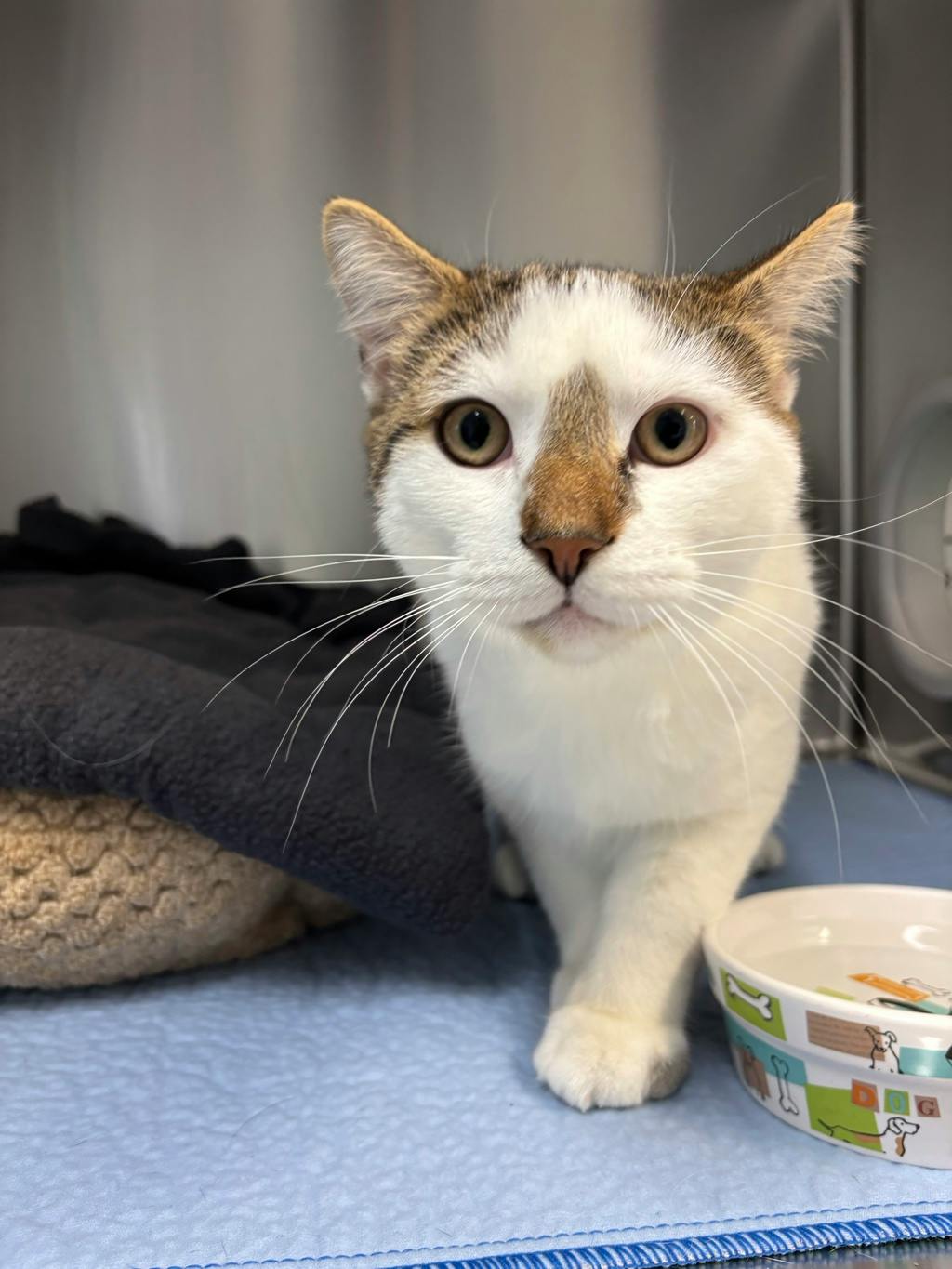 Bellamy (at Seneca King), a 1 year old White Male Domestic Medium Hair Cat