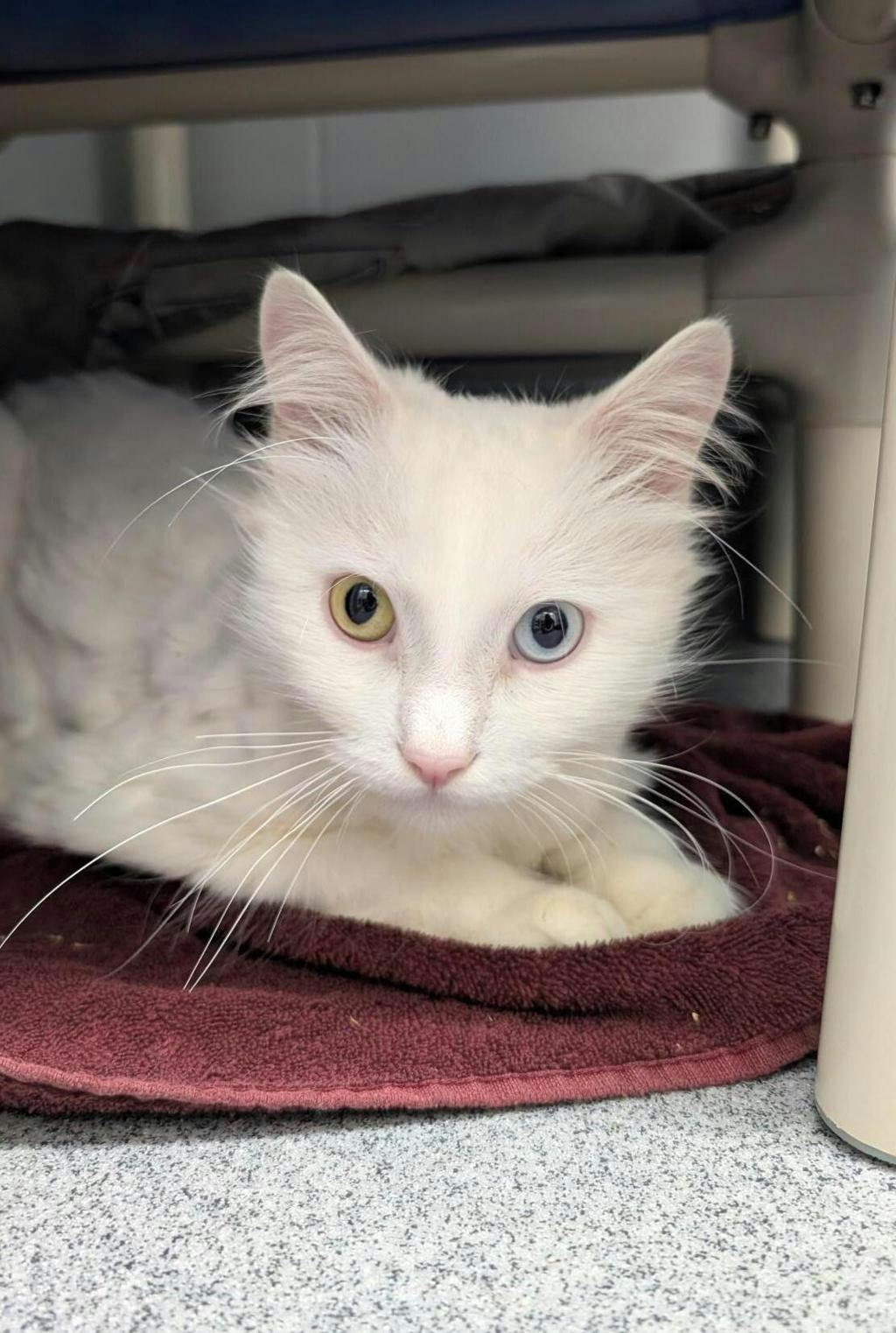 Marshmallow, a 2 years old White Male Angora Cat Cat