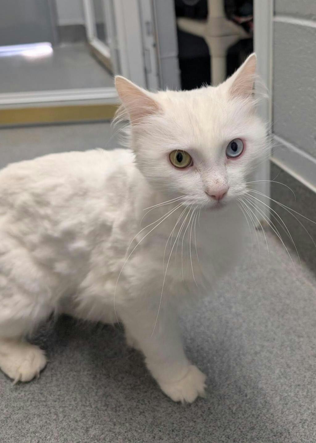 Marshmallow, a 2 years old White Male Angora Cat Cat