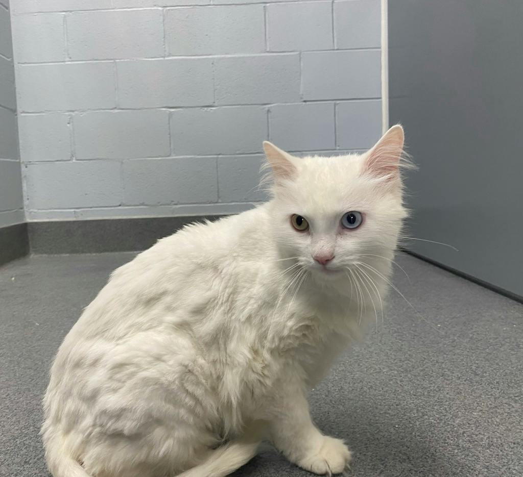 Marshmallow, a 2 years old White Male Angora Cat Cat
