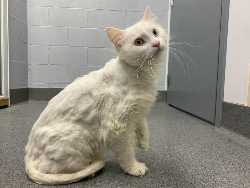 Marshmallow, a 2 years old White Male Angora Cat Cat