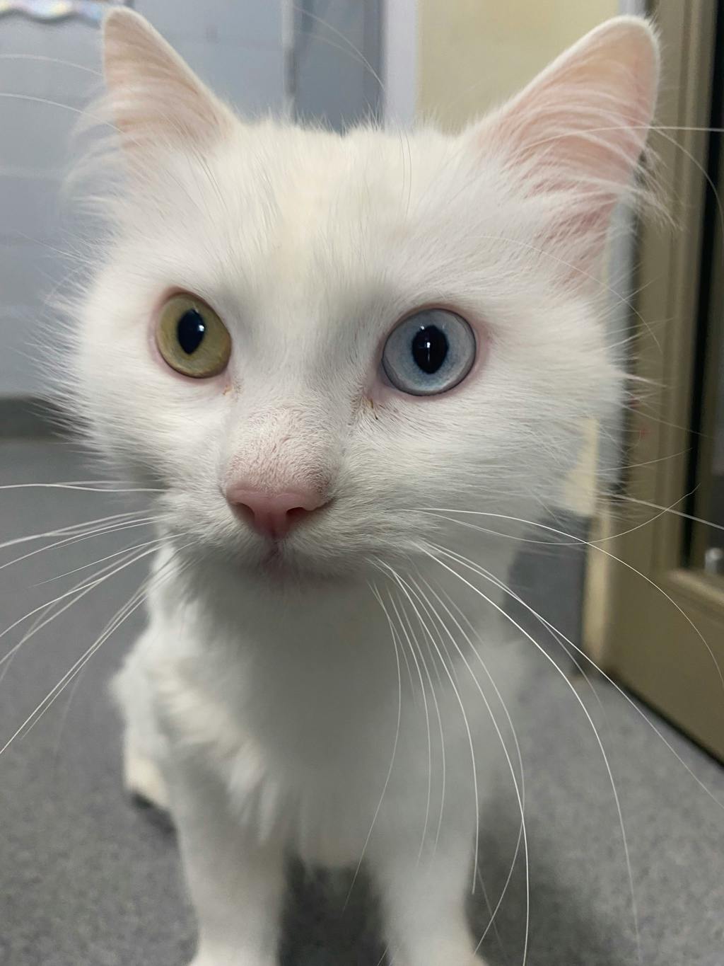 Marshmallow, a 2 years old White Male Angora Cat Cat