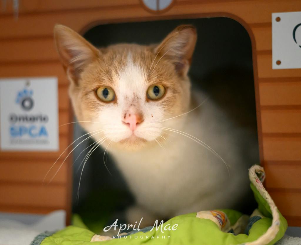 Mimosa, a 1 year old Orange Male Domestic Short Hair Cat