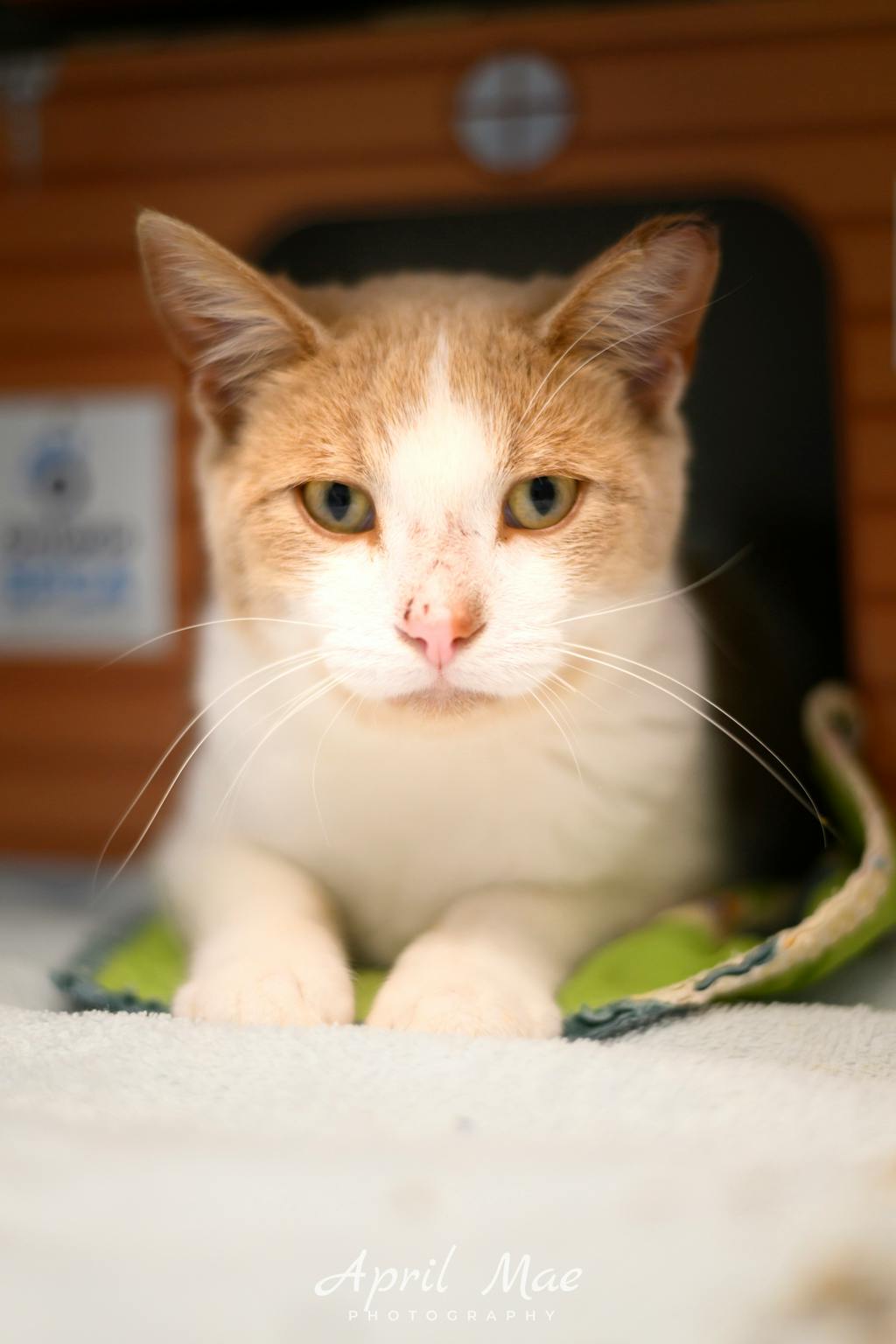 Mimosa, a 1 year old Orange Male Domestic Short Hair Cat