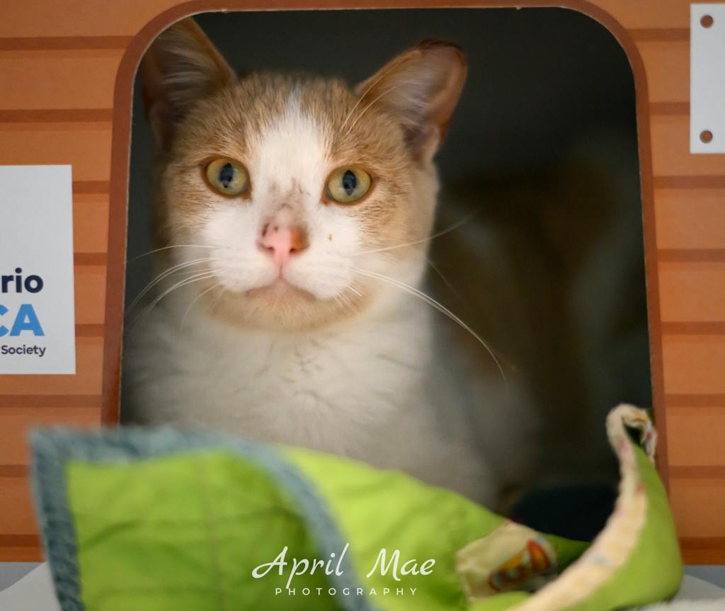 Mimosa, a 1 year old Orange Male Domestic Short Hair Cat