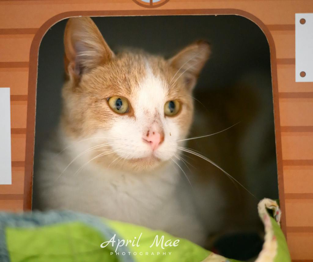 Mimosa, a 1 year old Orange Male Domestic Short Hair Cat