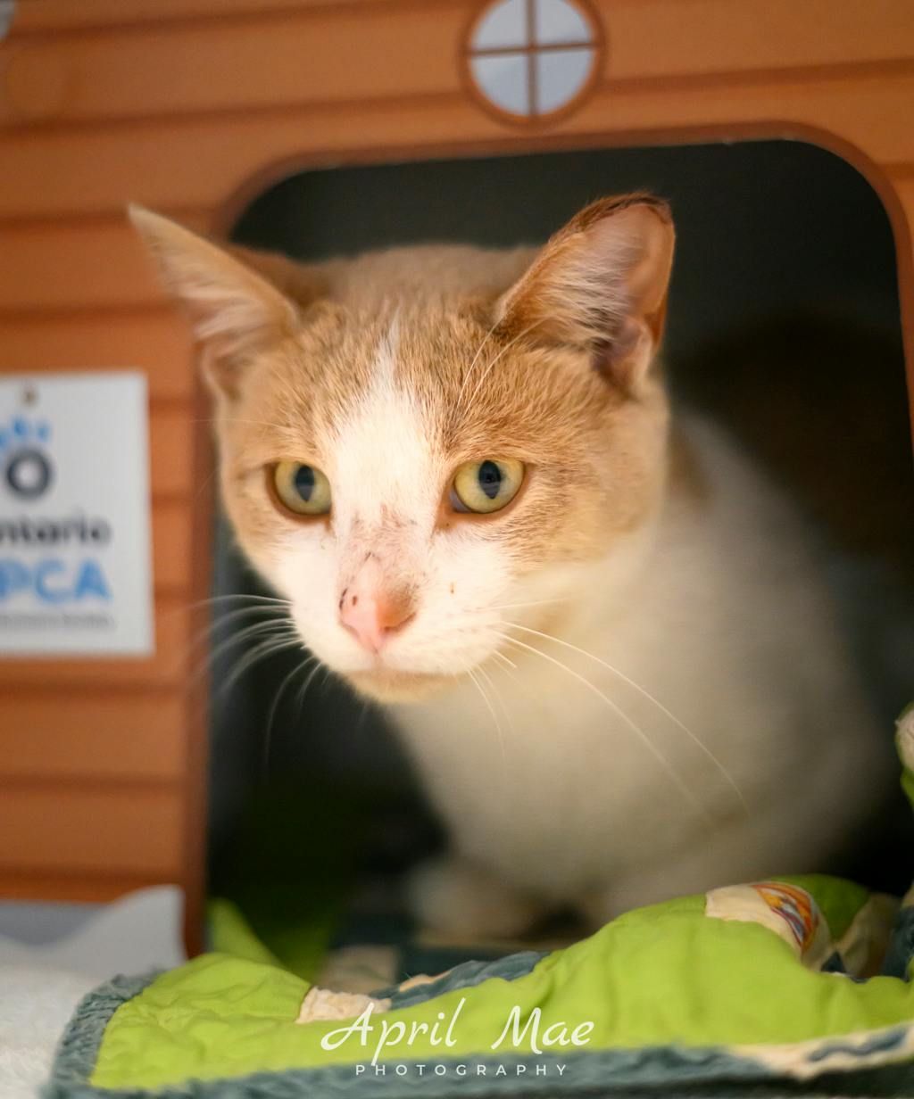 Mimosa, a 1 year old Orange Male Domestic Short Hair Cat