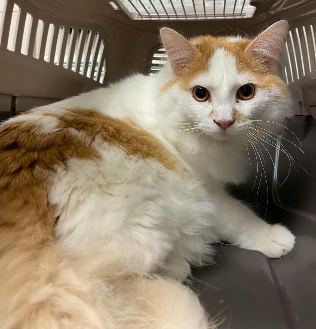 Buzz Lightyear, a 1 year and 1 month old Orange Male Domestic Medium Hair Cat