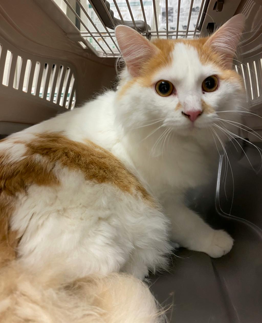 Buzz Lightyear, a 1 year and 1 month old Orange Male Domestic Medium Hair Cat