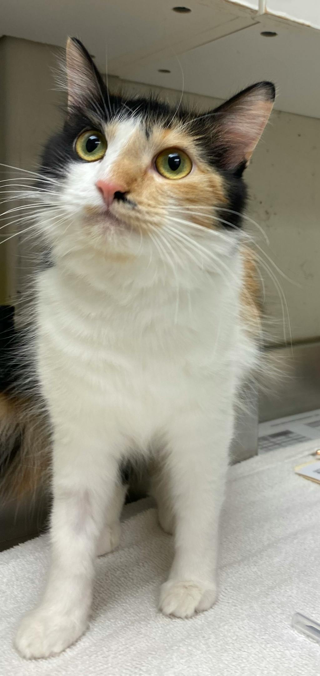 Gabby, a 1 year and 1 month old Calico Female Domestic Medium Hair Cat