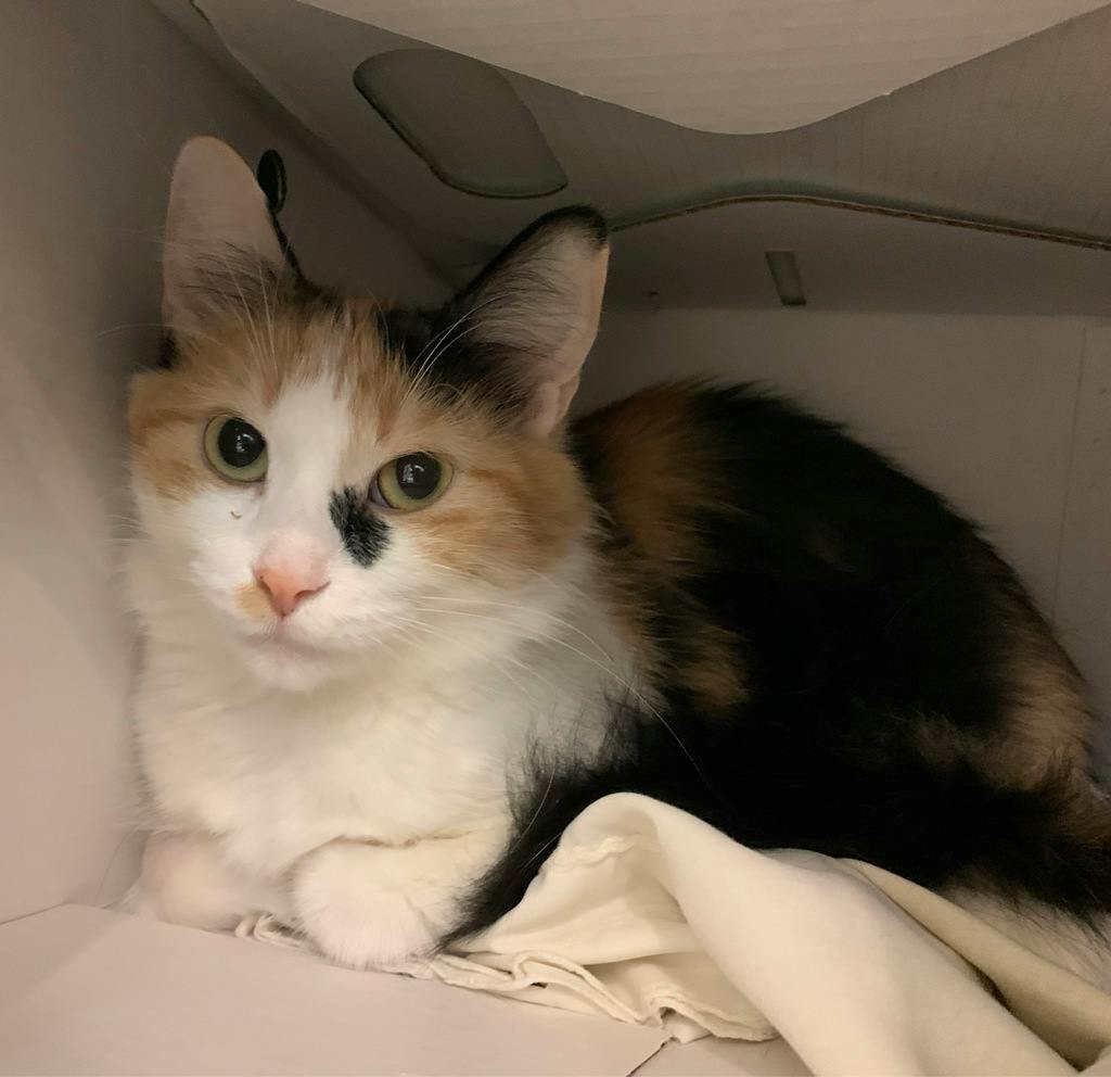 Gabby, a 1 year and 1 month old Calico Female Domestic Medium Hair Cat