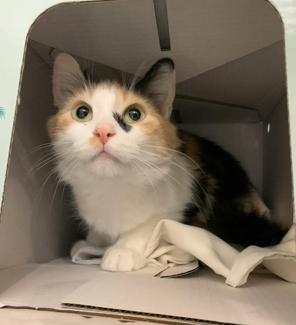 Gabby, a 1 year and 1 month old Calico Female Domestic Medium Hair Cat