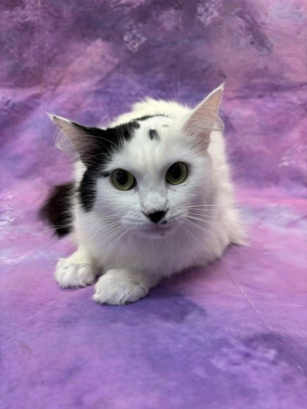 Jackie, a 3 years old White Female Domestic Medium Hair Cat