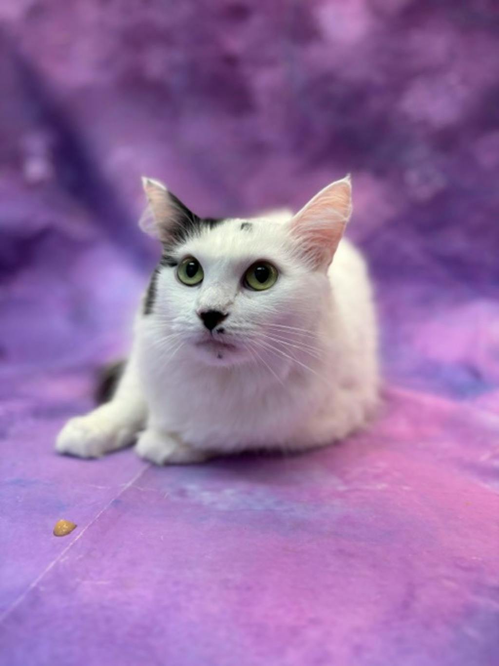 Jackie, a 3 years old White Female Domestic Medium Hair Cat