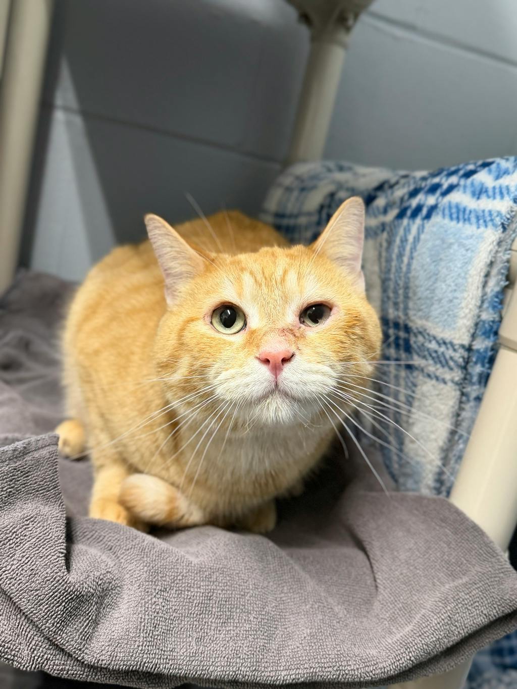 Alpha, a 2 years and 10 months old Orange Tabby Male Domestic Short Hair Cat