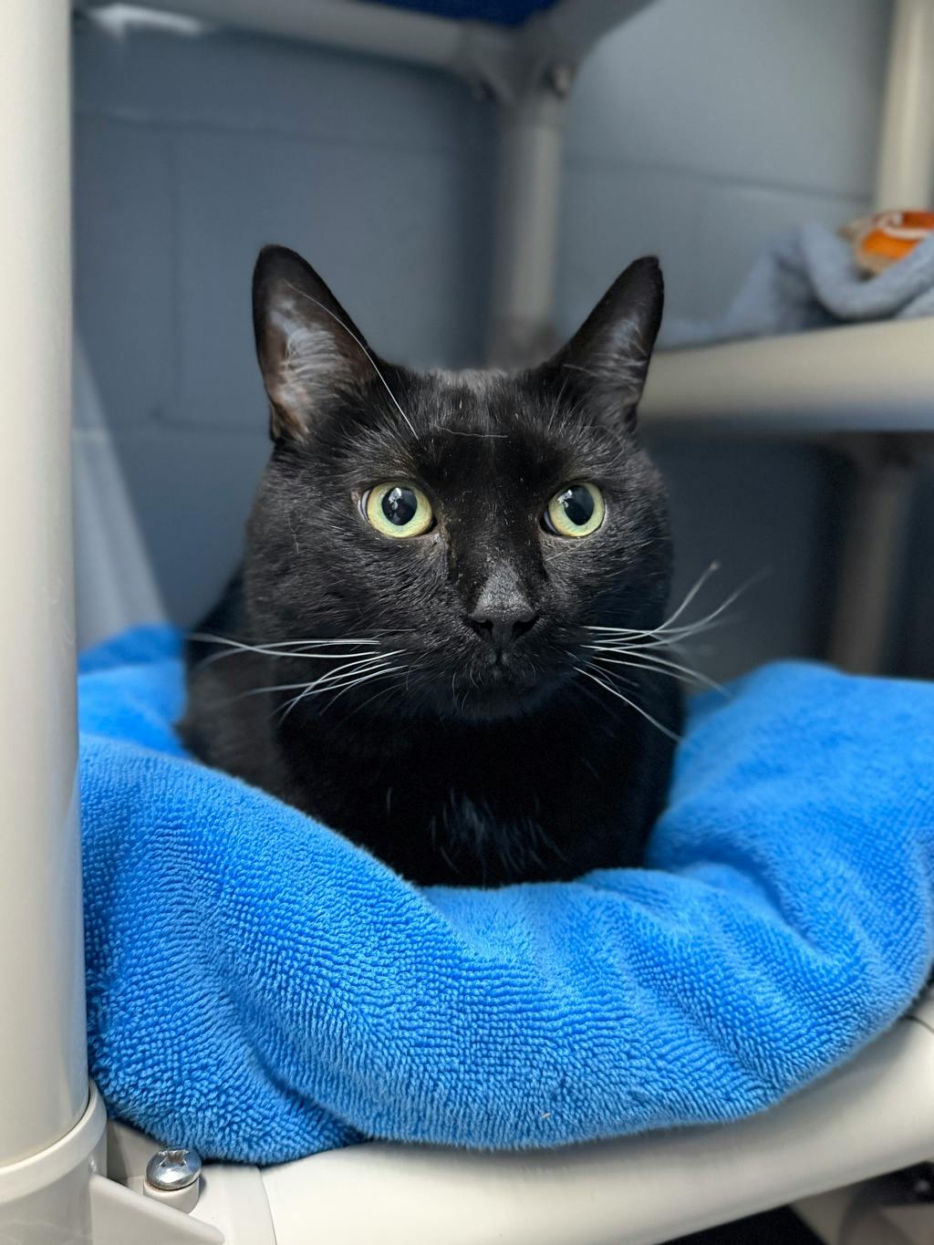 Ryven, a 2 years and 10 months old Black Male Domestic Short Hair Cat