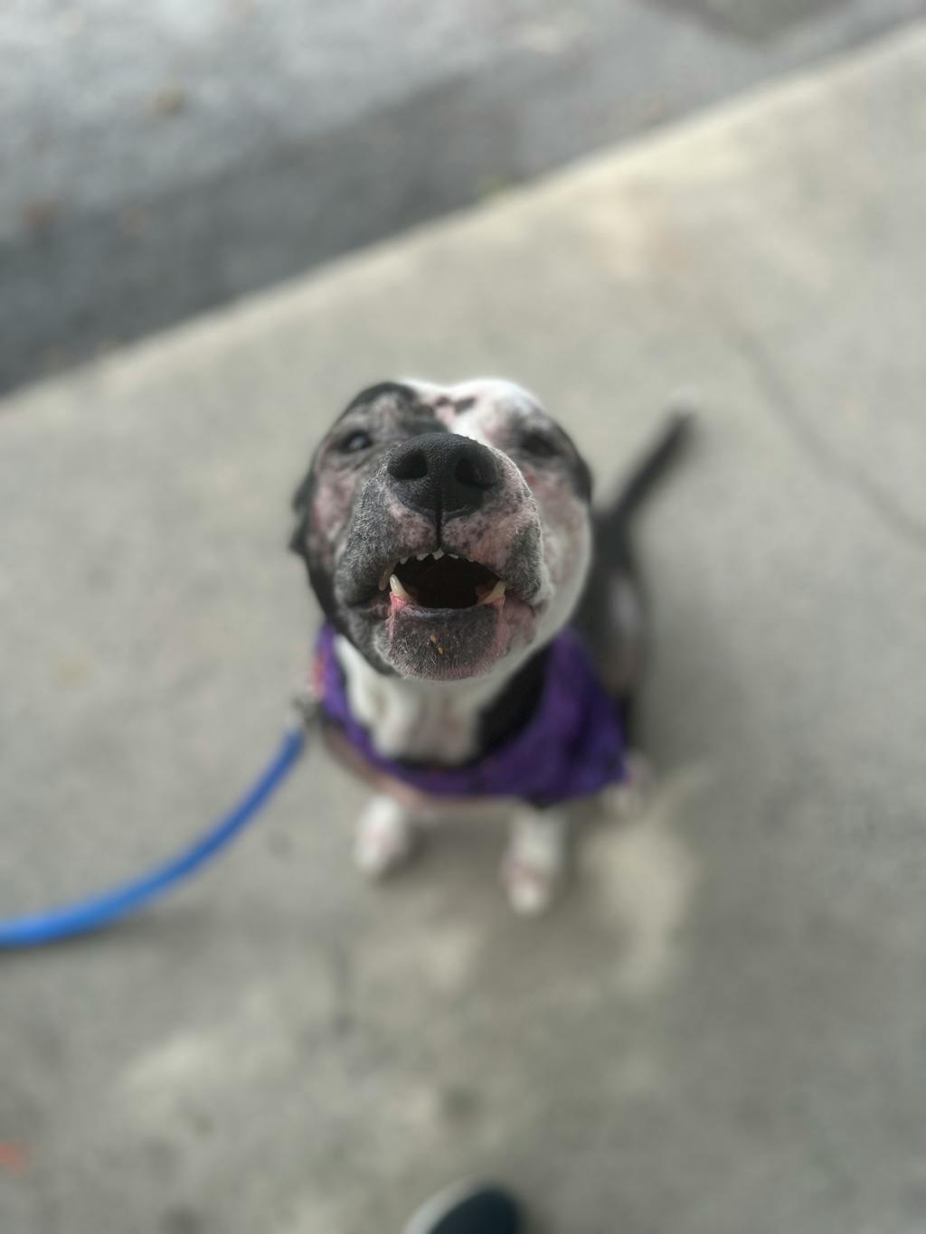 Harley, a 10 years old Black Female Mixed Breed, Large (over 44 lbs fully grown) Dog