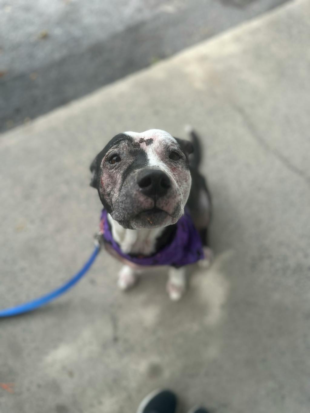 Harley, a 10 years old Black Female Mixed Breed, Large (over 44 lbs fully grown) Dog
