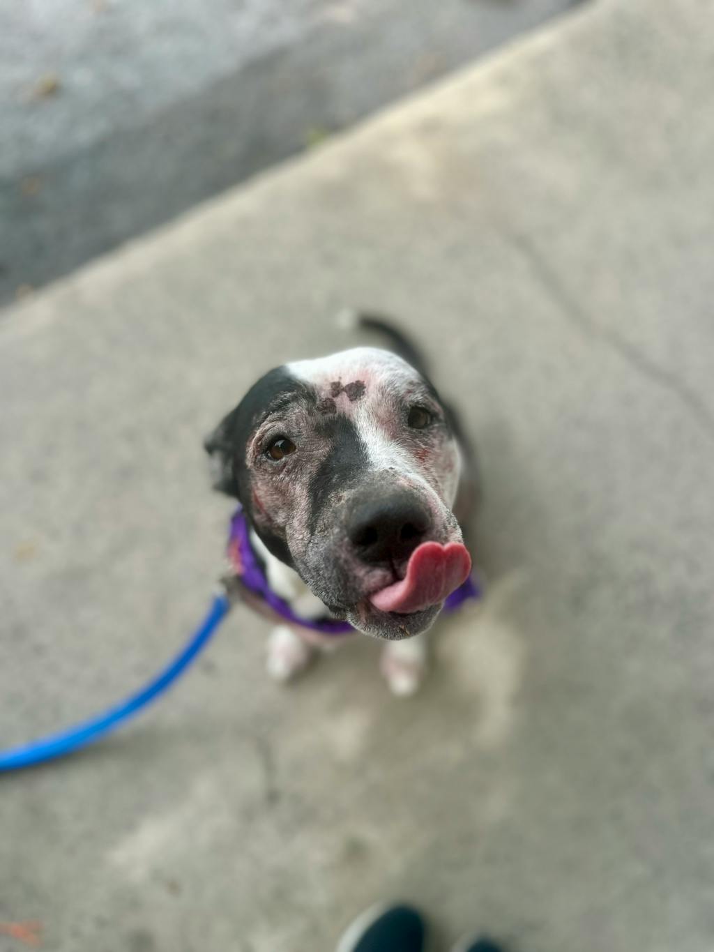 Harley, a 10 years old Black Female Mixed Breed, Large (over 44 lbs fully grown) Dog