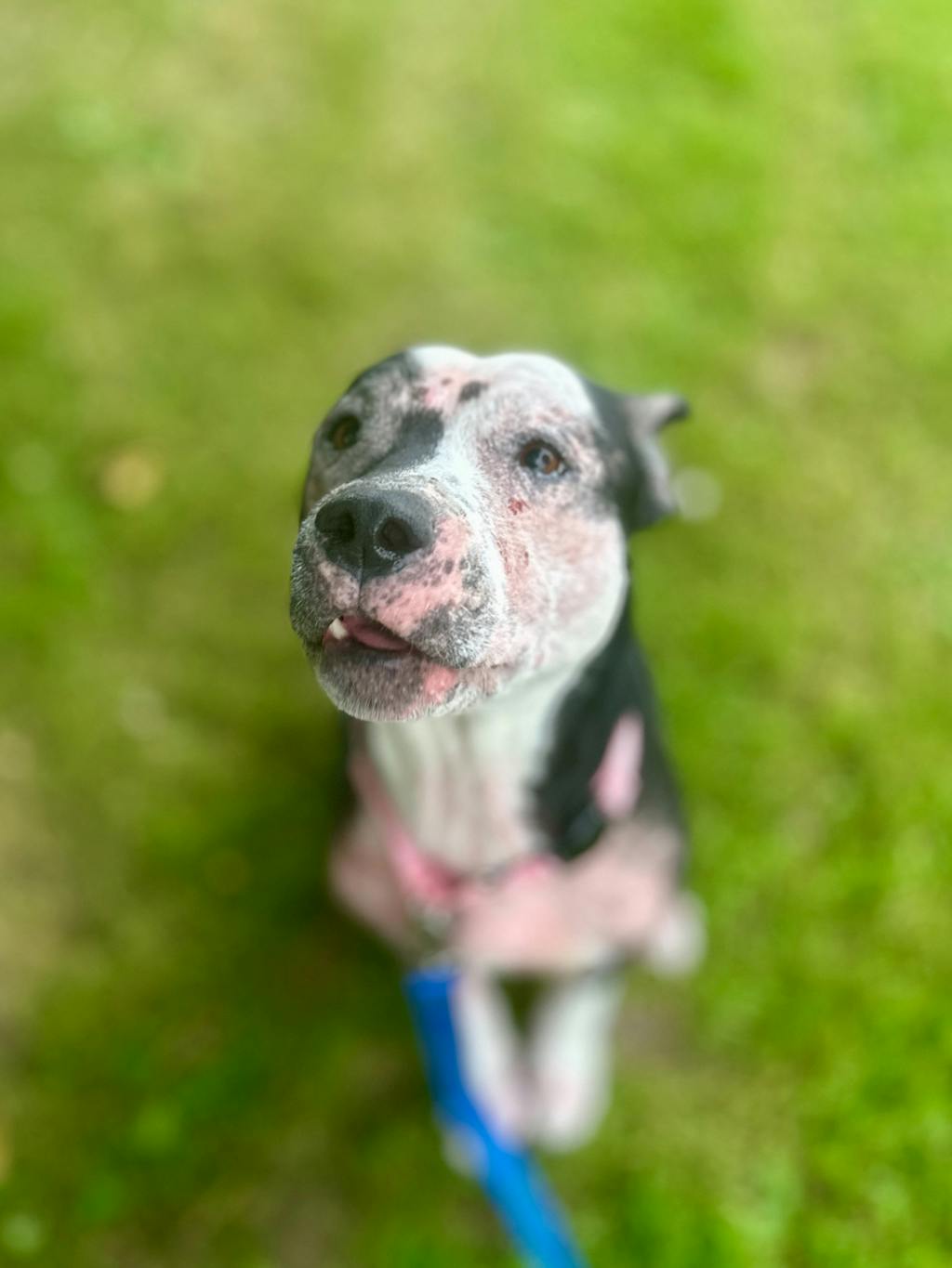 Harley, a 10 years old Black Female Mixed Breed, Large (over 44 lbs fully grown) Dog