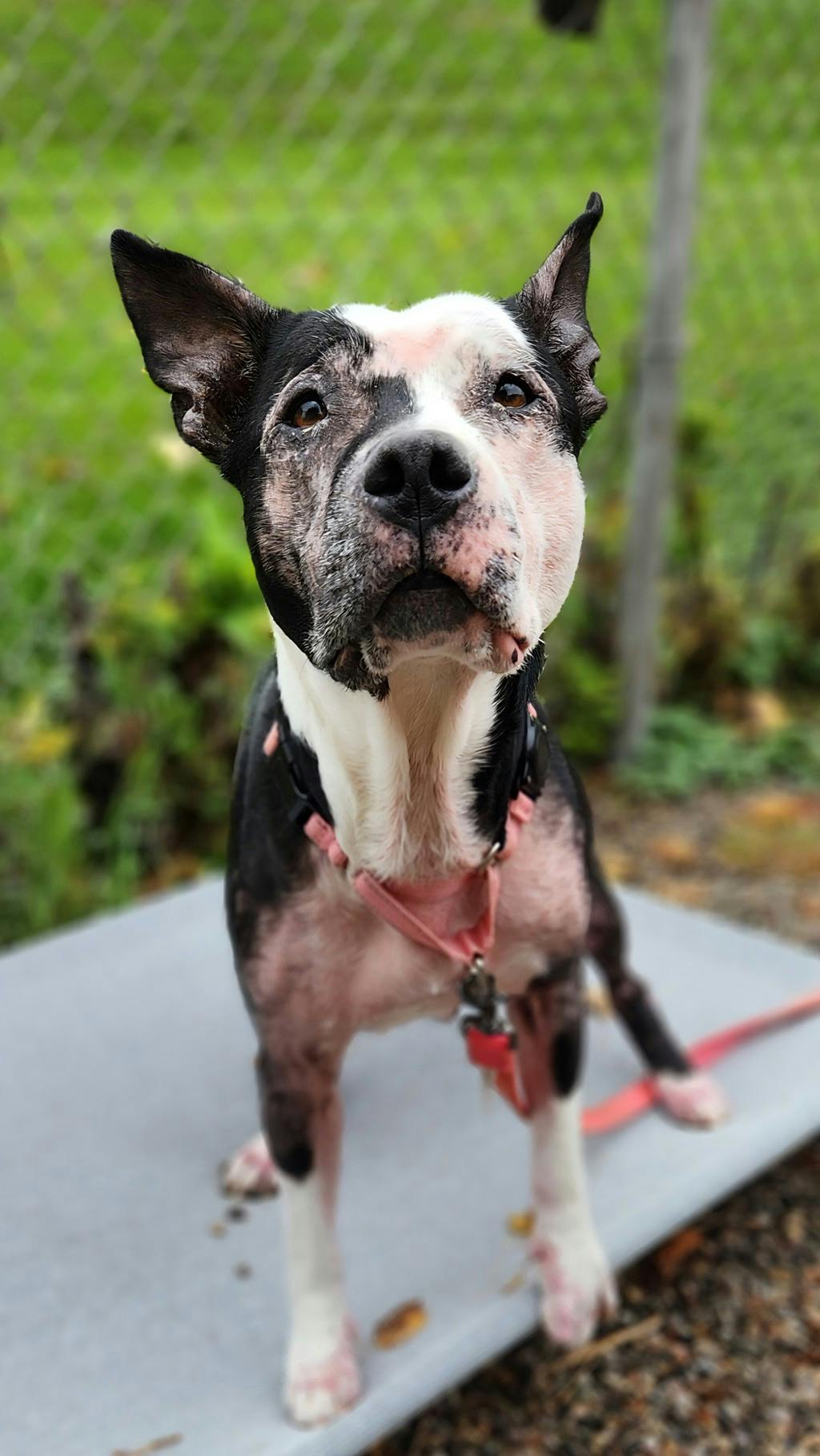 Harley, a 10 years old Black Female Mixed Breed, Large (over 44 lbs fully grown) Dog