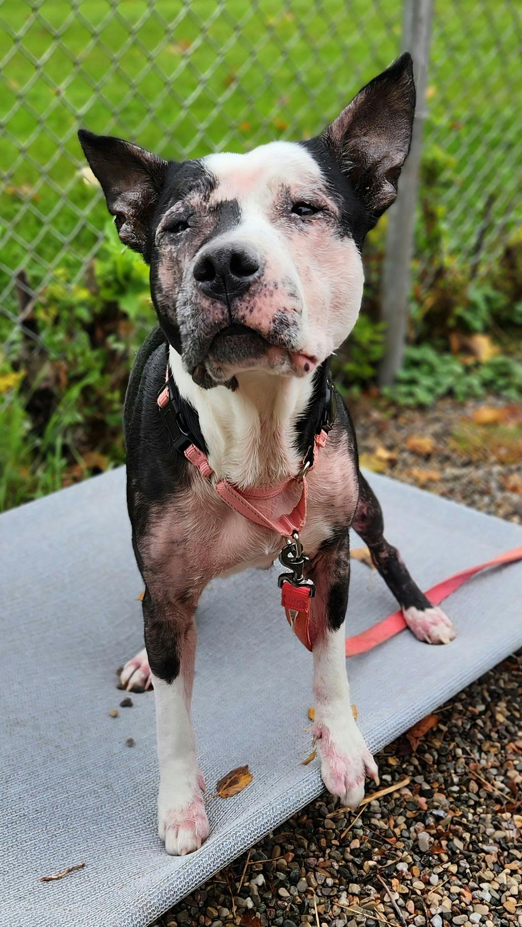 Harley, a 10 years old Black Female Mixed Breed, Large (over 44 lbs fully grown) Dog