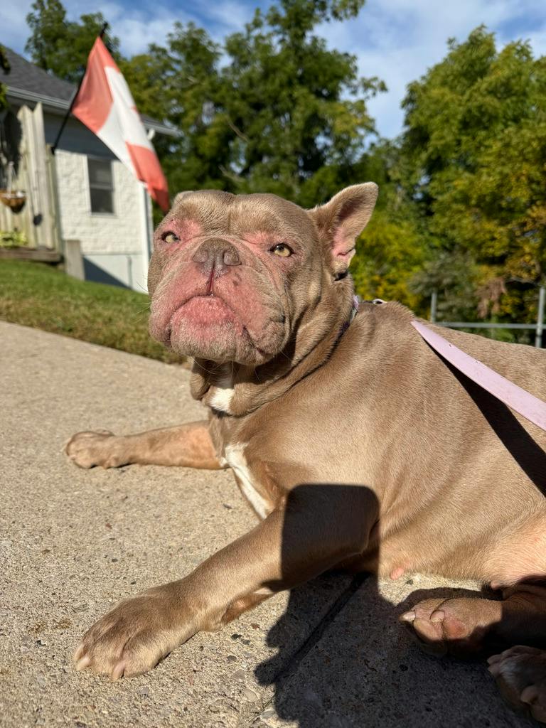 Sheba, a 3 years old Lilac Female French Bulldog Dog