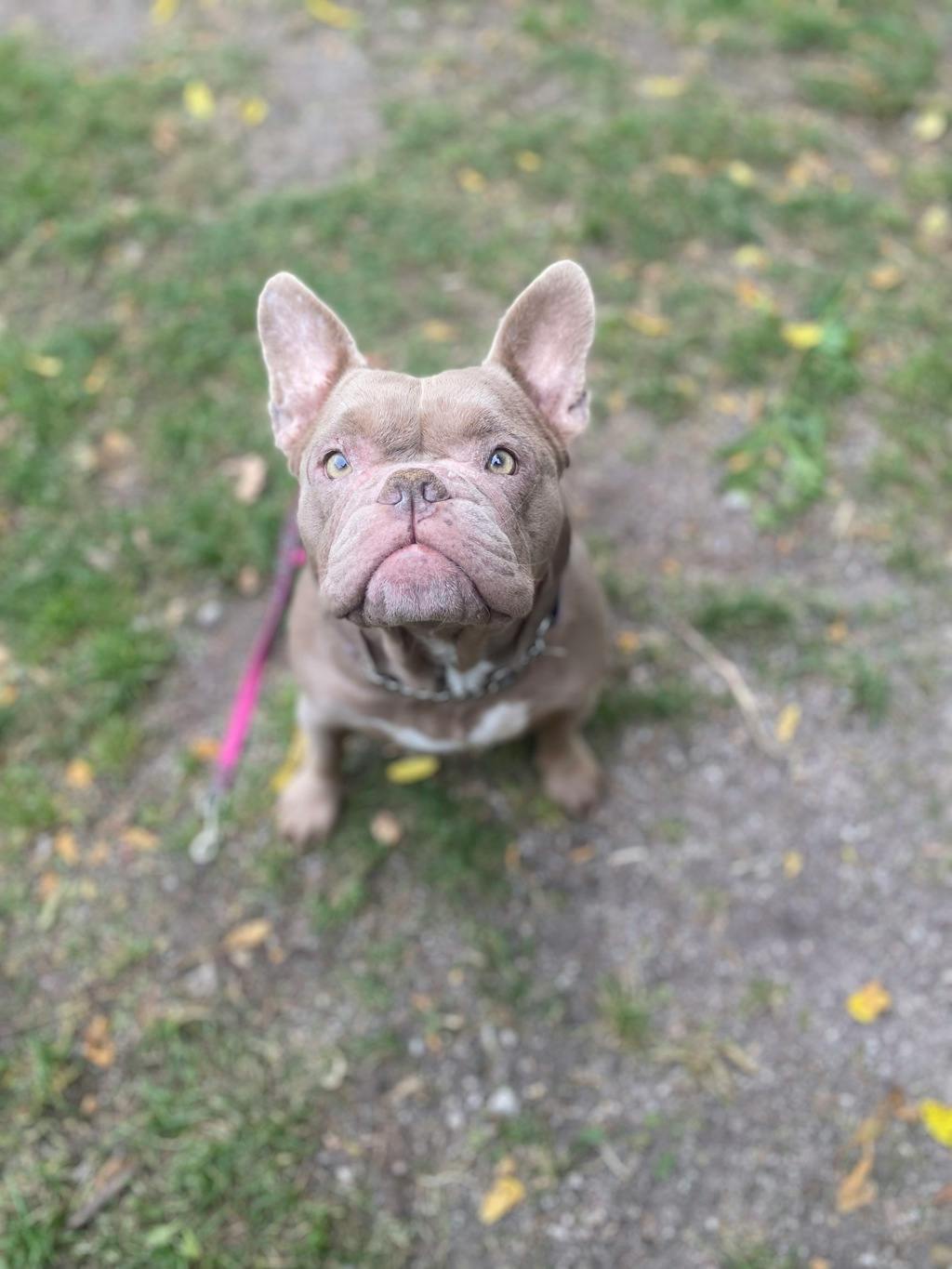 Sheba, a 3 years old Lilac Female French Bulldog Dog