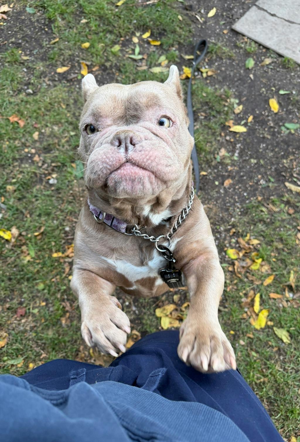 Sheba, a 3 years old Lilac Female French Bulldog Dog