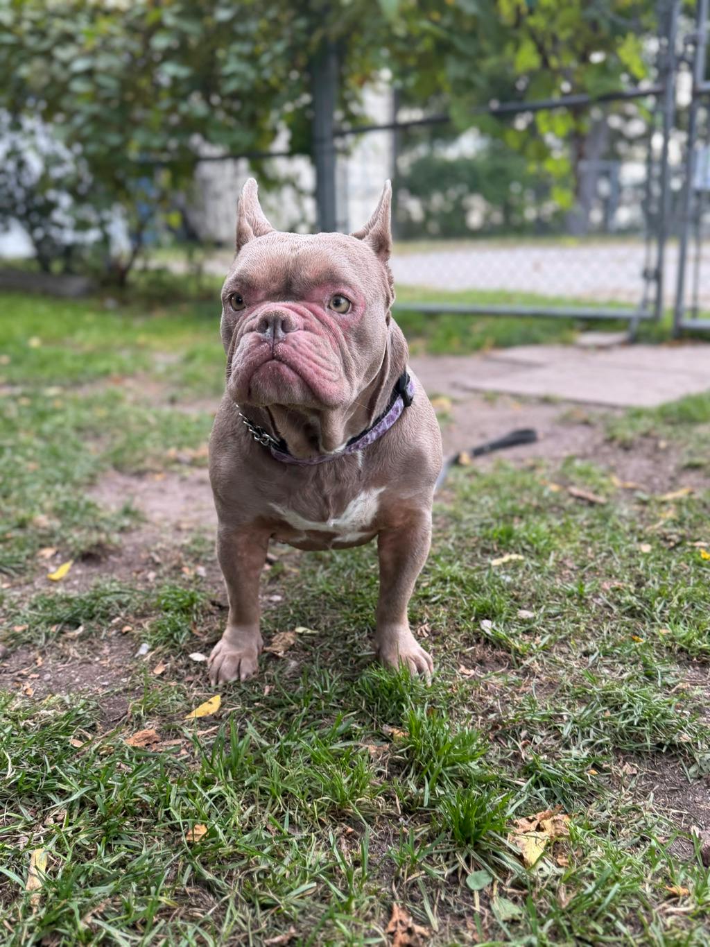 Sheba, a 3 years old Lilac Female French Bulldog Dog
