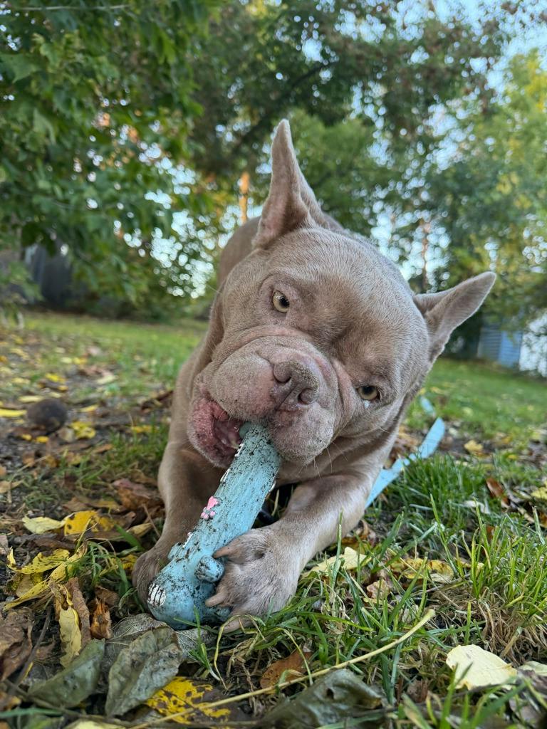 Sheba, a 3 years old Lilac Female French Bulldog Dog