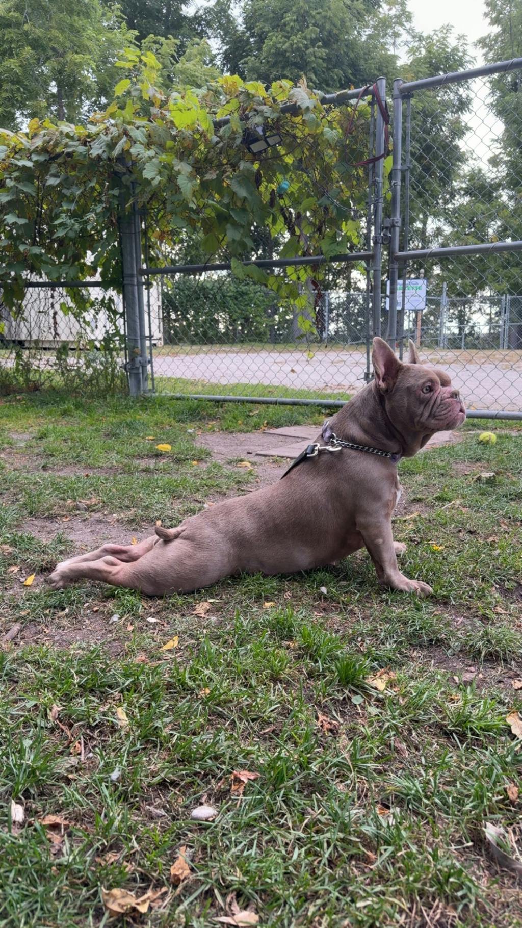 Sheba, a 3 years old Lilac Female French Bulldog Dog