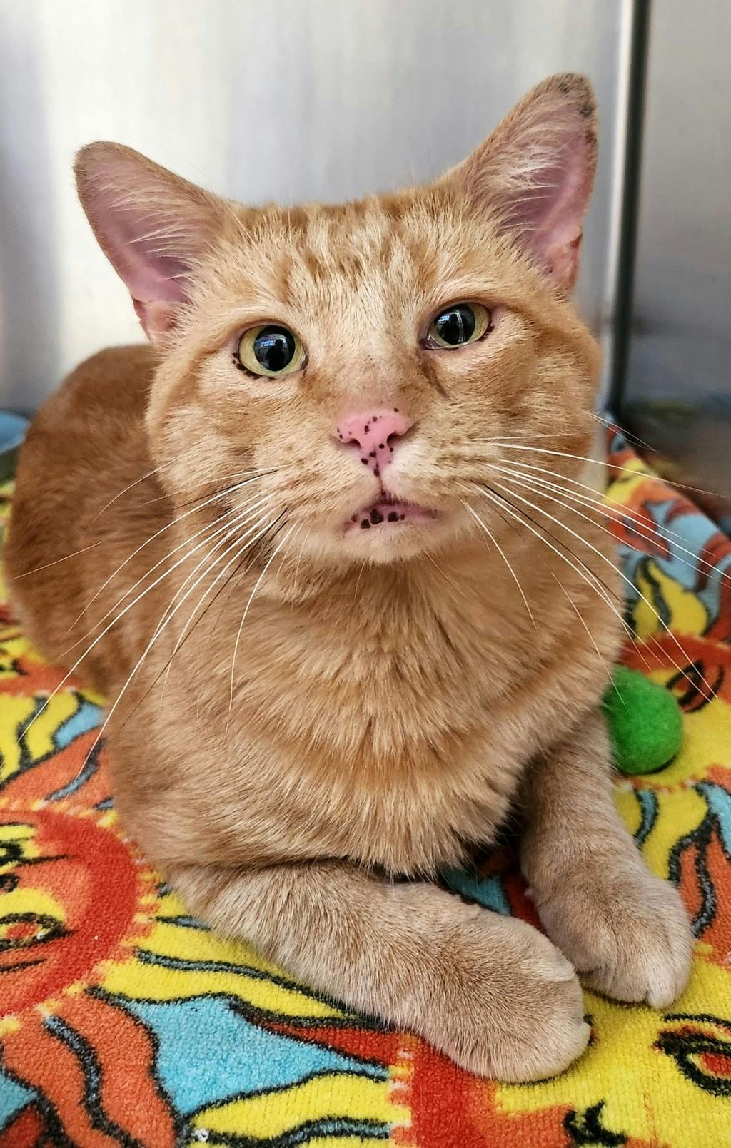Boomerang, a 2 years old Orange Tabby Male Domestic Short Hair Cat