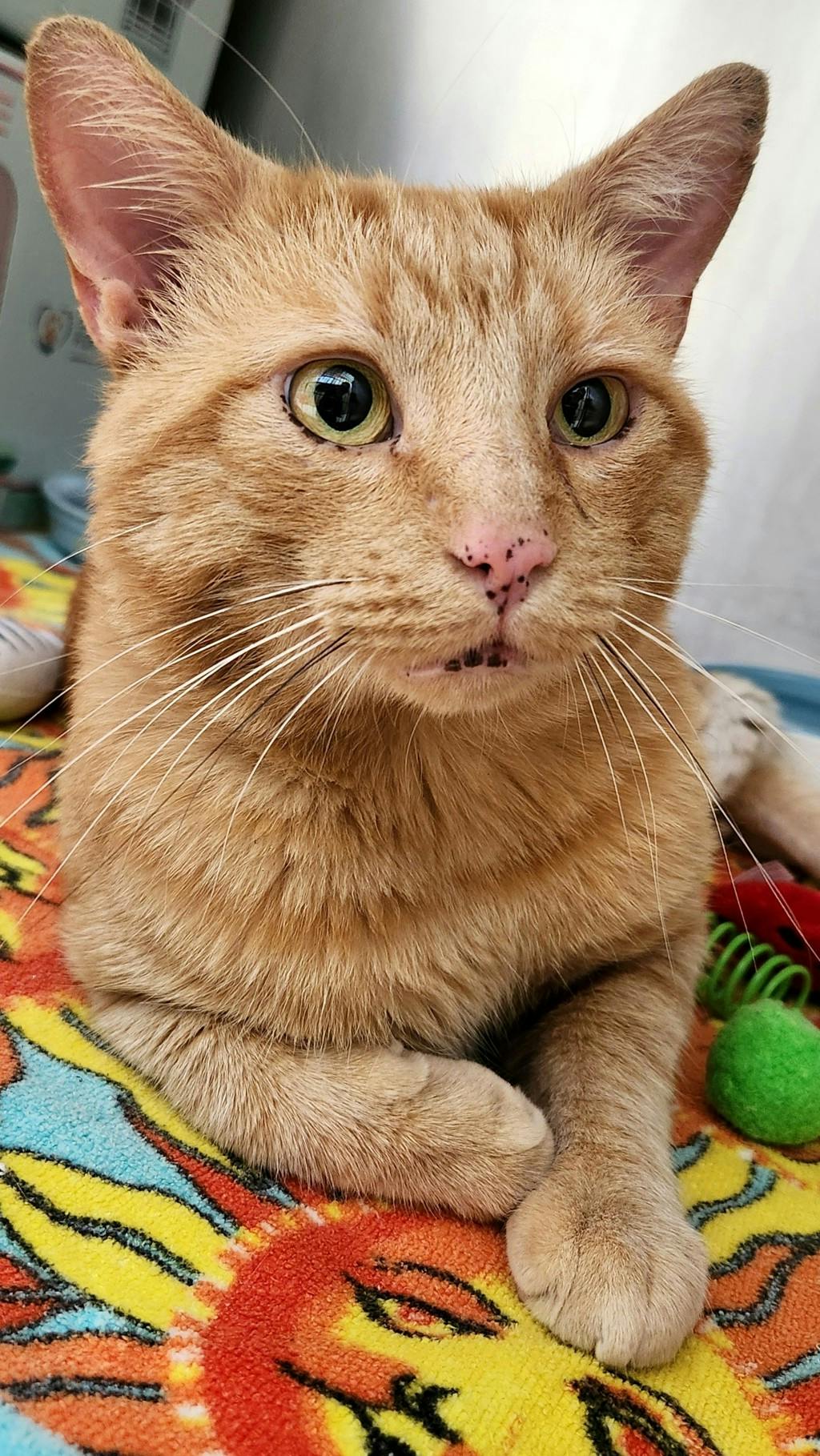 Boomerang, a 2 years old Orange Tabby Male Domestic Short Hair Cat