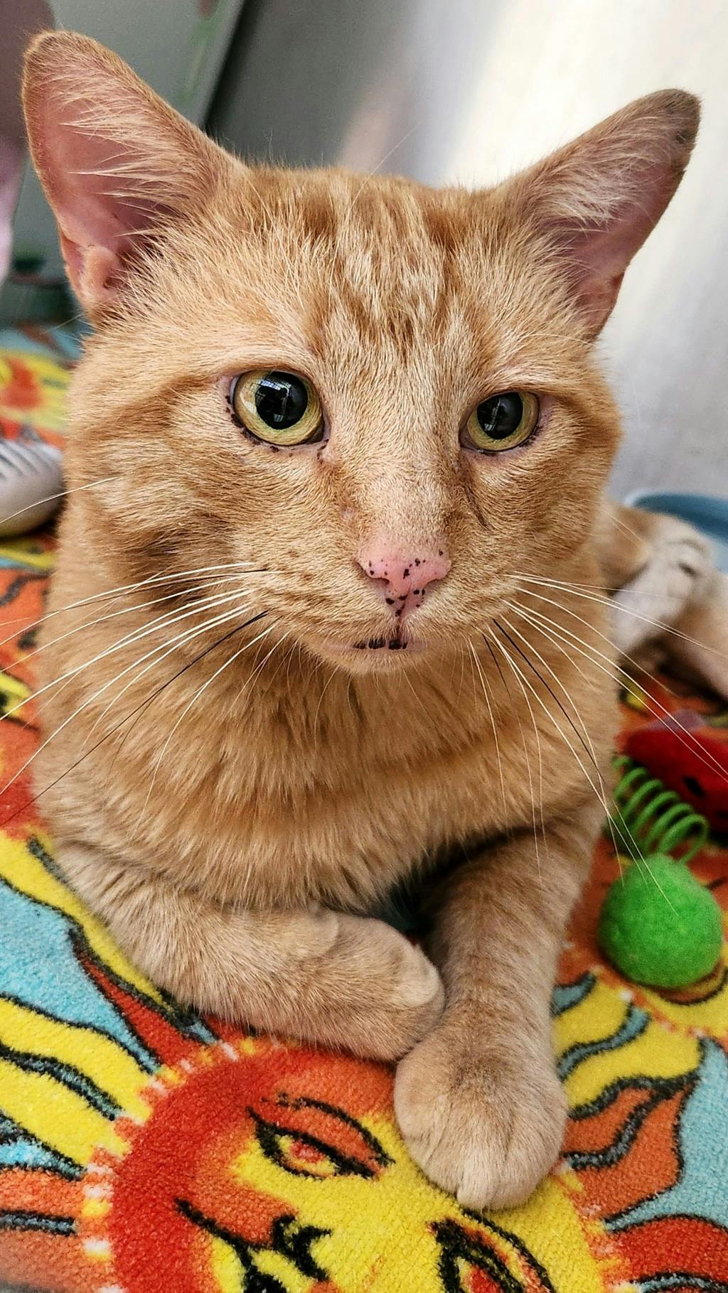 Boomerang, a 2 years old Orange Tabby Male Domestic Short Hair Cat