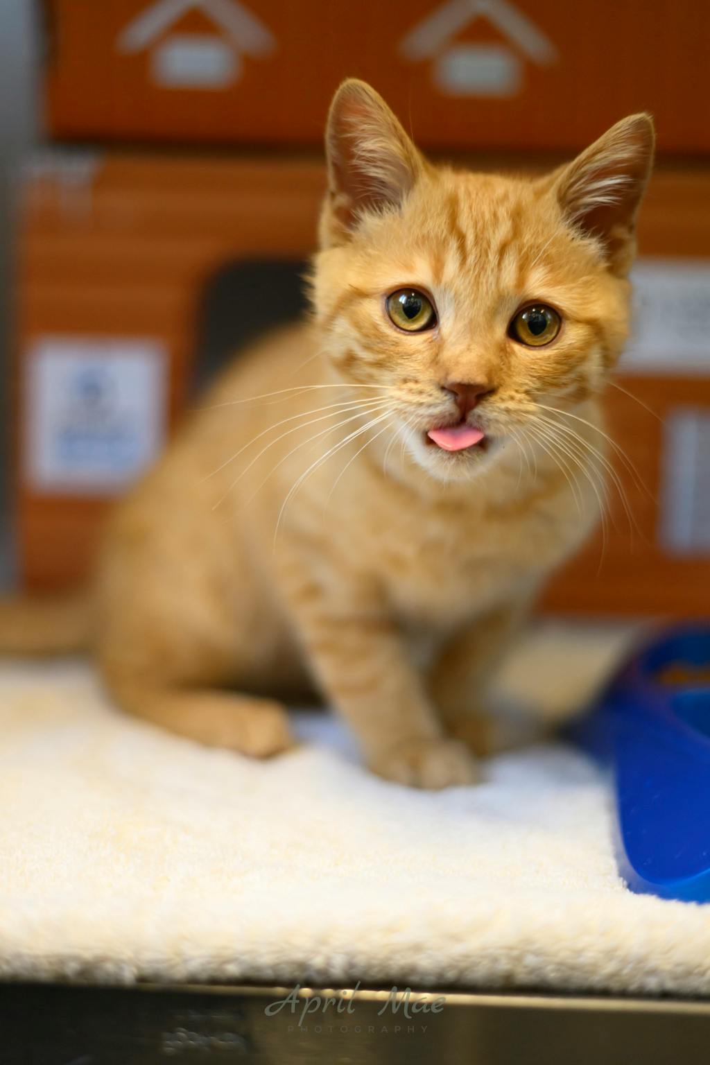 Shamz, a 4 months old Orange Tabby Male Domestic Short Hair Kitten