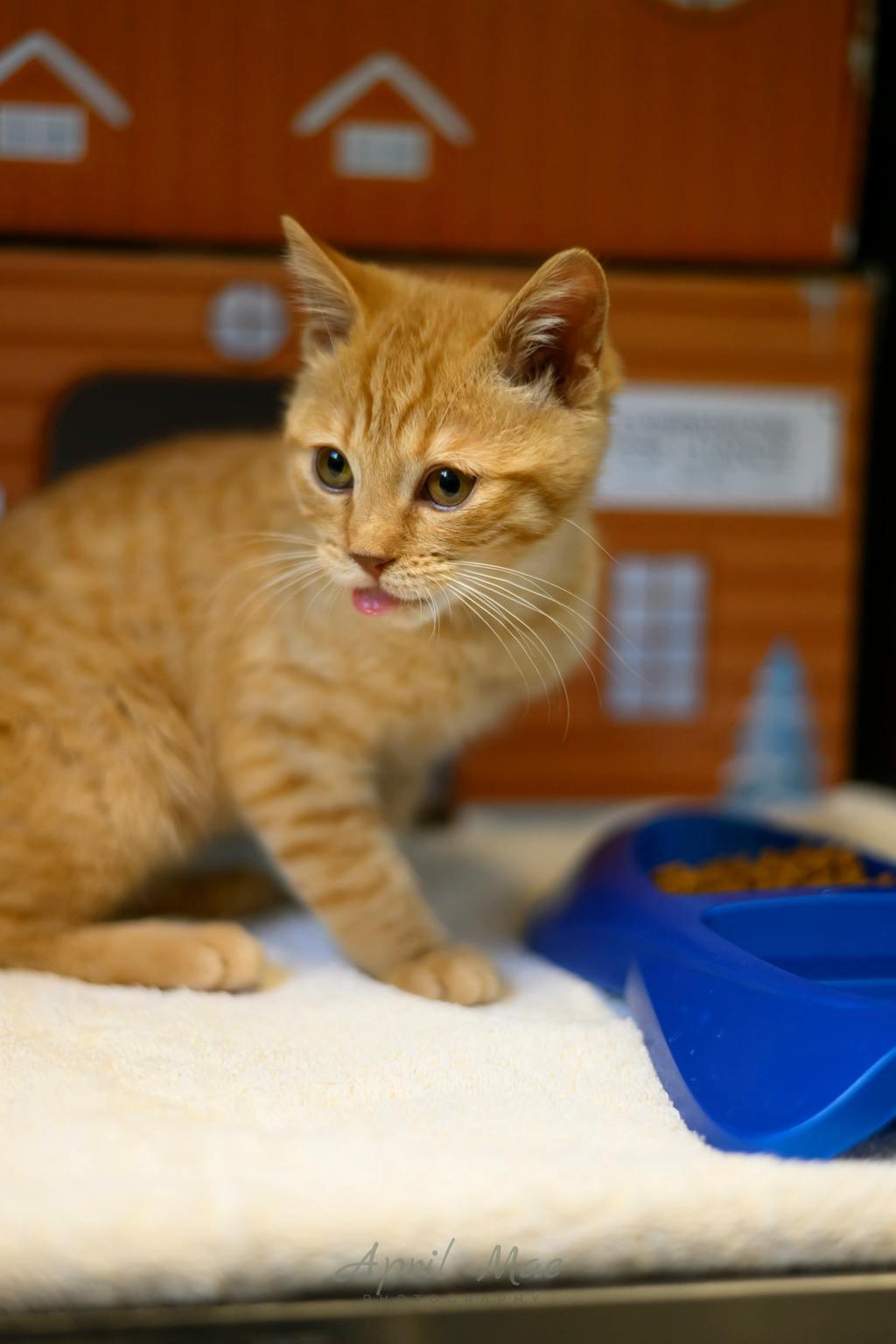 Shamz, a 4 months old Orange Tabby Male Domestic Short Hair Kitten