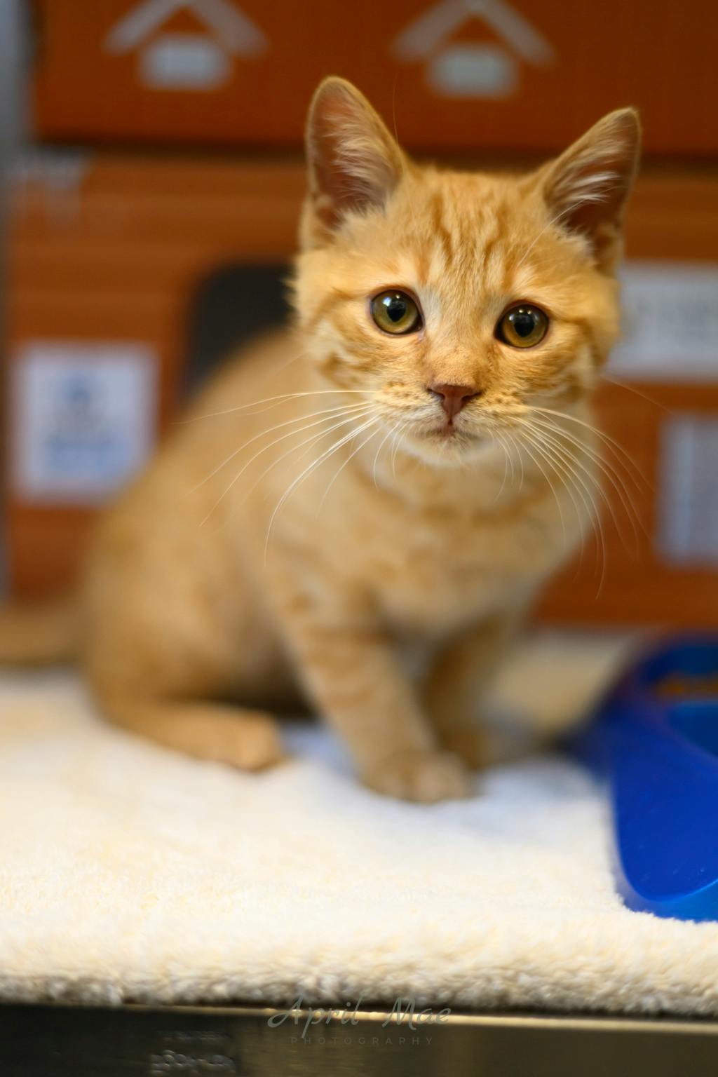 Shamz, a 4 months old Orange Tabby Male Domestic Short Hair Kitten