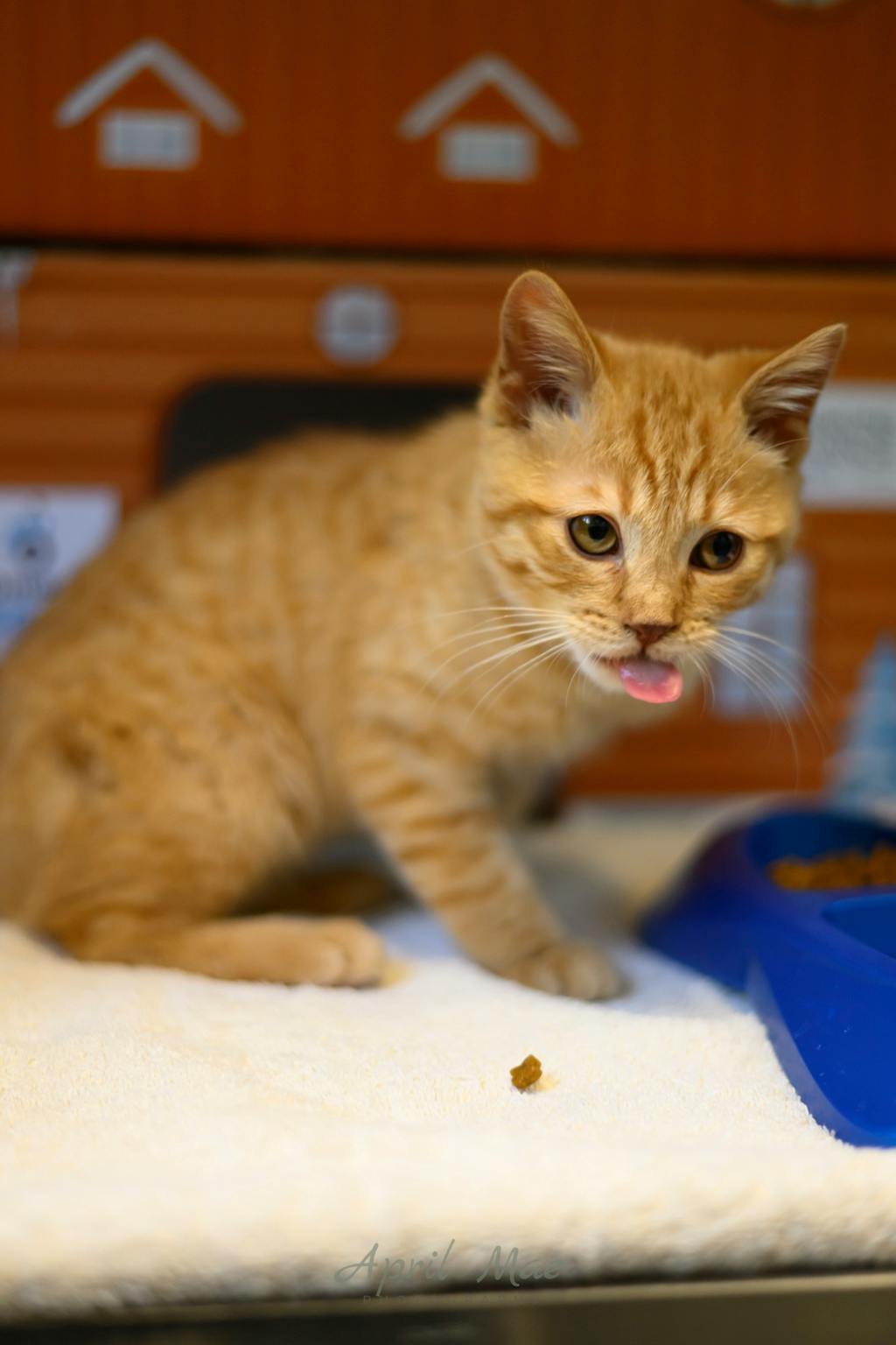 Shamz, a 4 months old Orange Tabby Male Domestic Short Hair Kitten