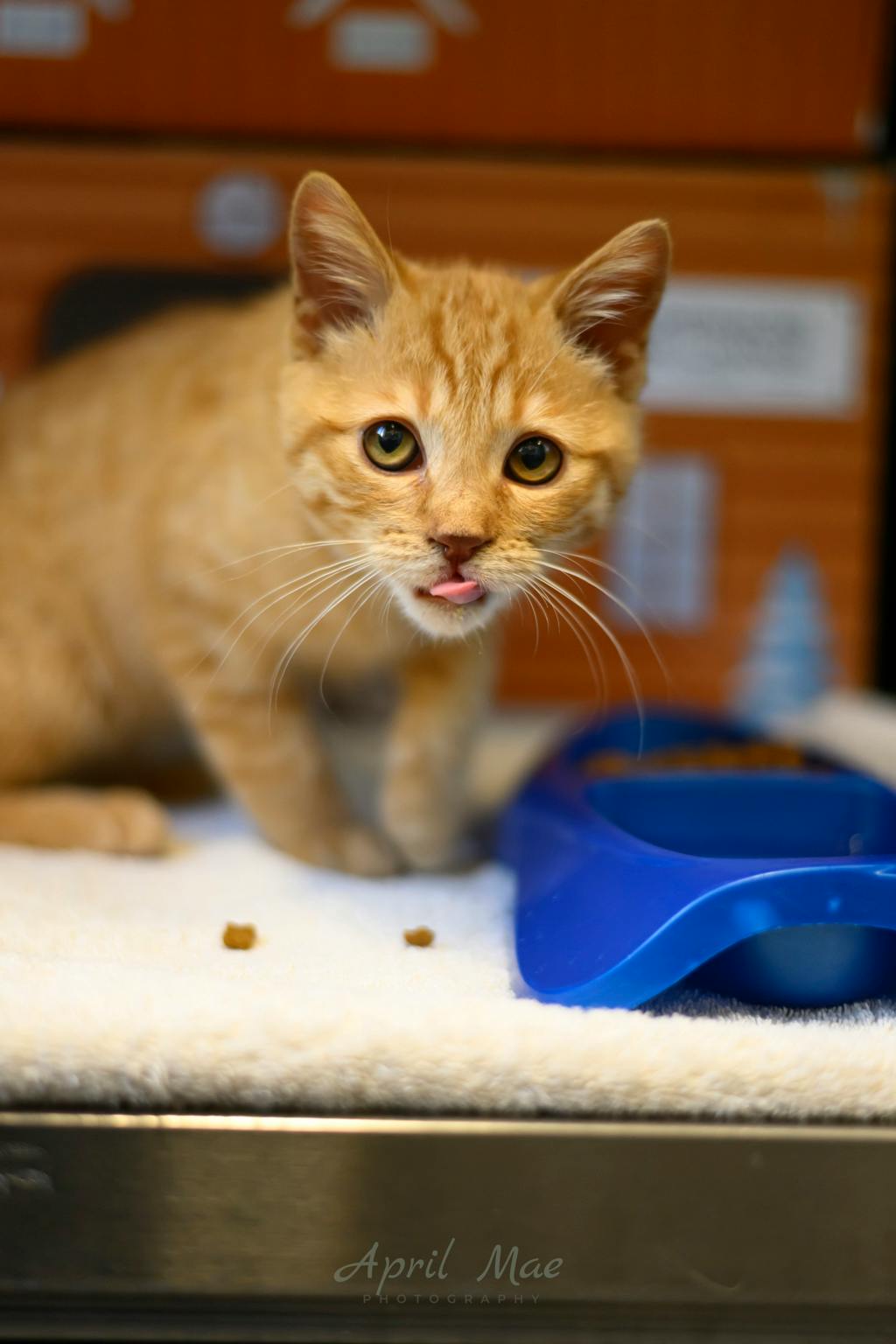 Shamz, a 4 months old Orange Tabby Male Domestic Short Hair Kitten