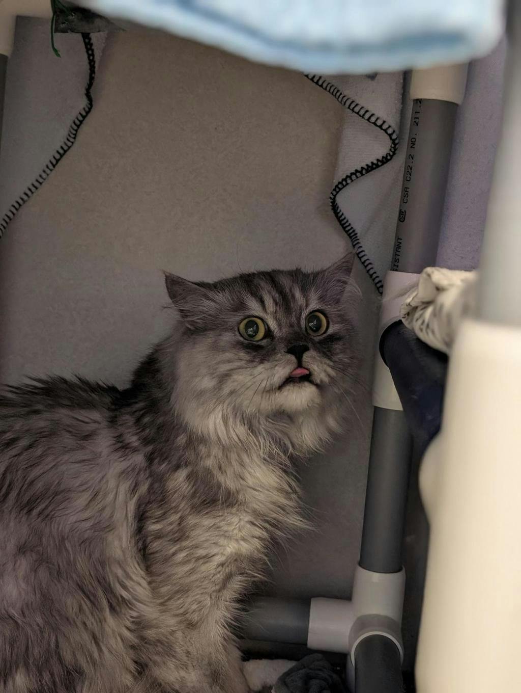 Charlie, a 5 years old Grey Male Himalayan Cat