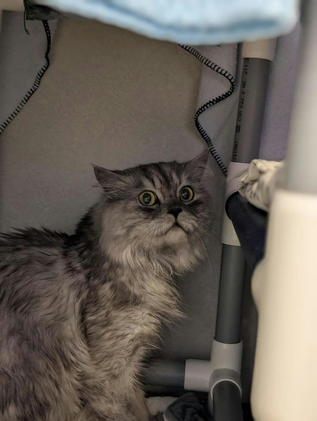 Charlie, a 5 years old Grey Male Himalayan Cat