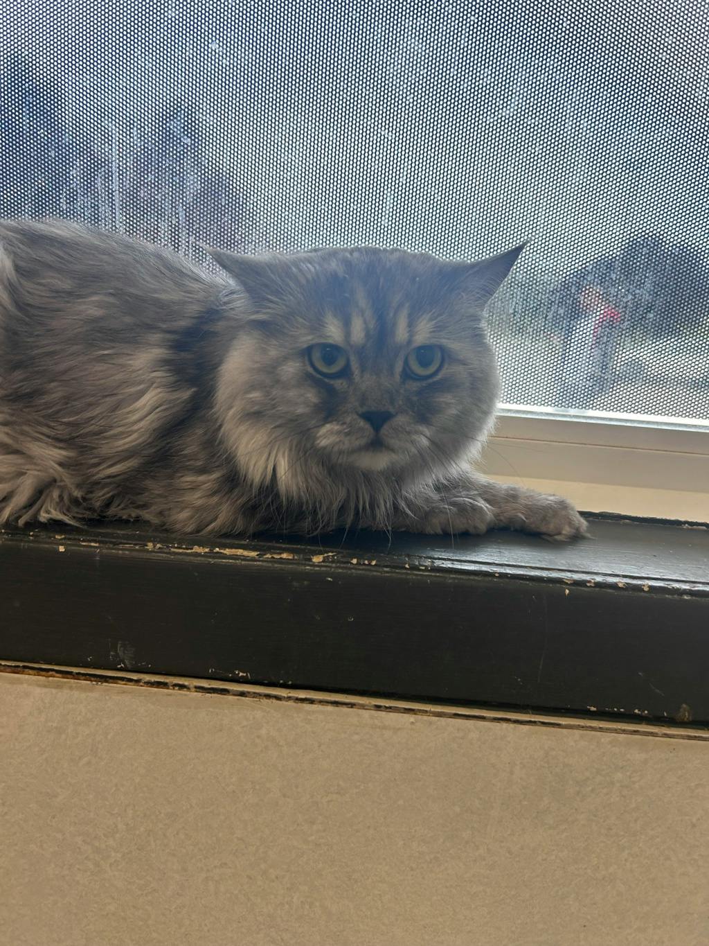 Charlie, a 5 years old Grey Male Himalayan Cat