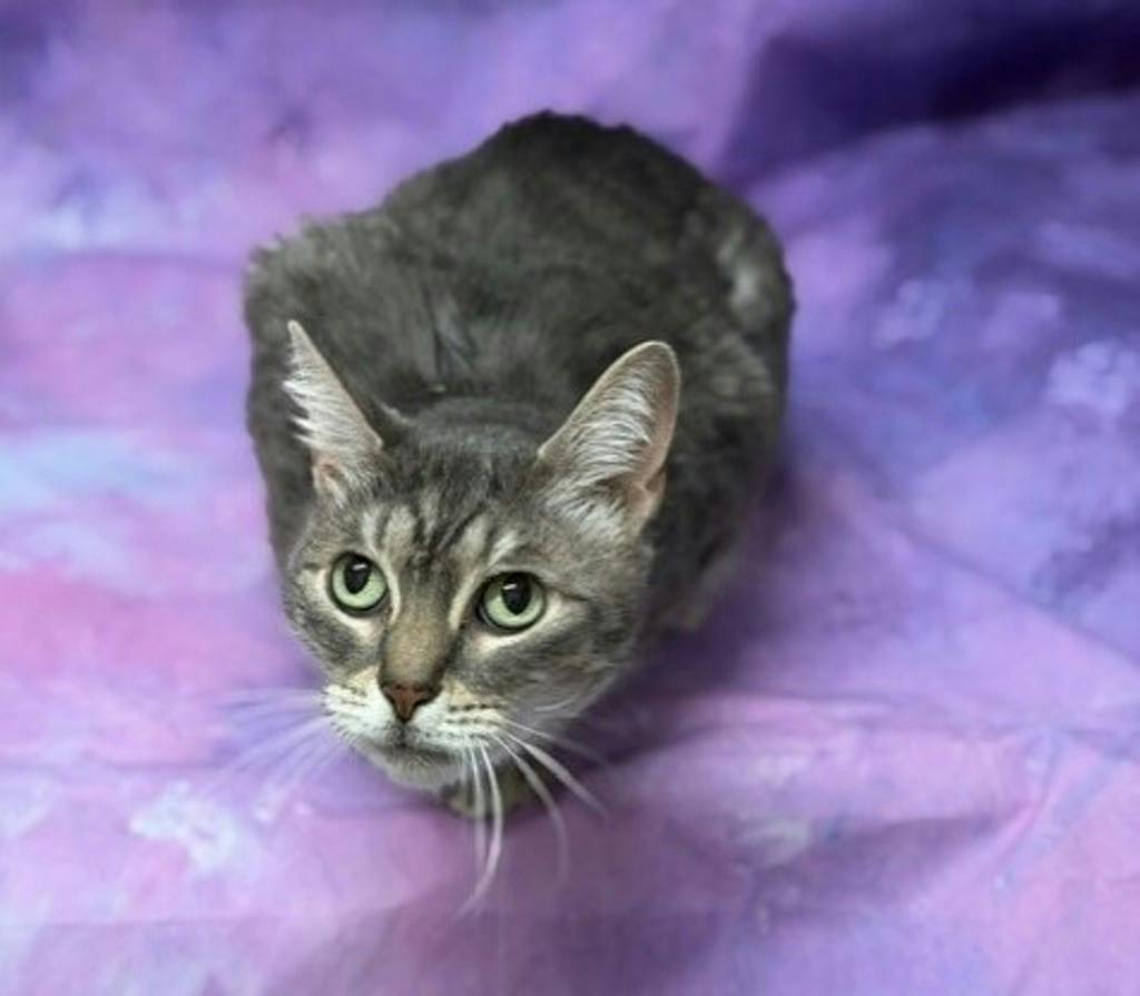 Lexi, a 5 years old Grey Tabby Female Domestic Short Hair Cat